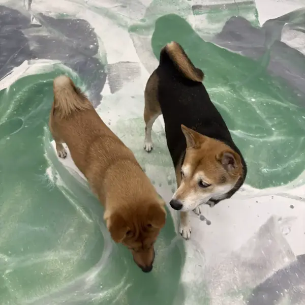 Dog relaxing during a boarding stay